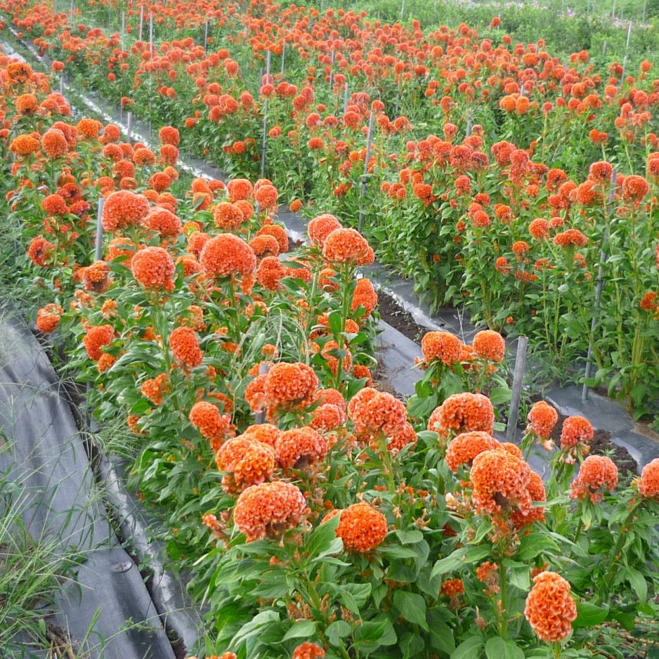 Flowering Plants | Fukukaen Nursery & Bulb Co.,Ltd.